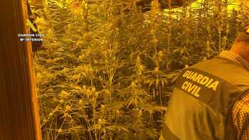 Desmantelan 2.100 plantas de marihuana en Cortes y Andosilla
