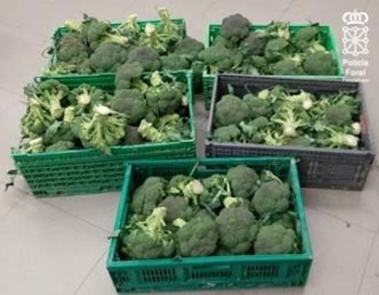 Operación brócoli: roban grandes cantidades en Lodosa