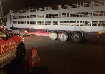 Conduce drogado un camión que transportaba 180 cerdos