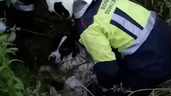 El rescate de un perro atrapado en una acequia en Cordovilla