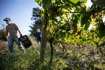 10 millones en ayudas para el sector vitivinícola navarro